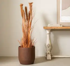 Flowers and Plants 